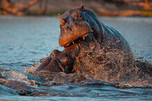 Closeup Of Wild Aggressive Hippos Fighting Heavily In Water Of Chobe River In Botswana In Africa
