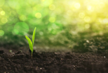 Corn Seedlings Are Growing From Fertile Ground At Sunlight Bokeh.