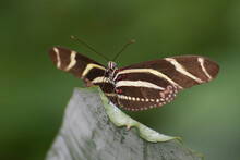 Butterfly 2019-235 / Zebra Longwing (Heliconius Charithonia)