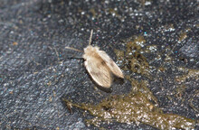 An Adult Drain Fly, Psychodidae, Living Under Garden Recycle Bin, UK. These Are Unpopular As They Hang Around Drains, Bathrooms Etc.