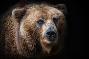 Front view of brown bear isolated on black background. Portrait of Kamchatka bear (Ursus arctos beringianus)