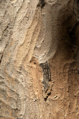 Wall Mural - Abstract patterns on maple bark formed by light and shadow on whorled ridges