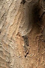 Wall Mural - Abstract patterns on maple bark formed by light and shadow on whorled ridges