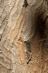 Wall Mural - Abstract patterns on maple bark formed by light and shadow on whorled ridges