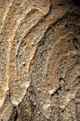 Wall Mural - Abstract patterns on maple bark formed by light and shadow on whorled ridges