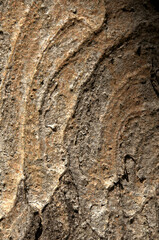 Wall Mural - Abstract patterns on maple bark formed by light and shadow on whorled ridges