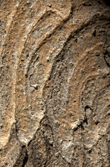 Wall Mural - Abstract patterns on maple bark formed by light and shadow on whorled ridges