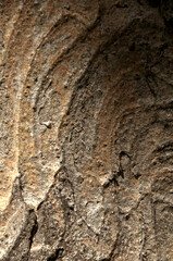 Wall Mural - Abstract patterns on maple bark formed by light and shadow on whorled ridges