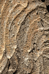 Wall Mural - Abstract patterns on maple bark formed by light and shadow on whorled ridges