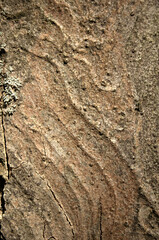 Wall Mural - Abstract patterns on maple bark formed by light and shadow on whorled ridges