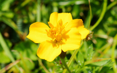 yellow daffodil flower