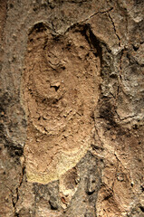 Wall Mural - Abstract patterns on maple bark formed by light and shadow on whorled ridges