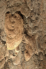 Wall Mural - Abstract patterns on maple bark formed by light and shadow on whorled ridges