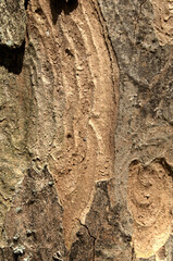 Wall Mural - Abstract patterns on maple bark formed by light and shadow on whorled ridges