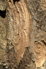 Wall Mural - Abstract patterns on maple bark formed by light and shadow on whorled ridges