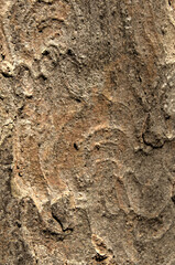 Wall Mural - Abstract patterns on maple bark formed by light and shadow on whorled ridges
