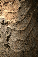 Wall Mural - Abstract patterns on maple bark formed by light and shadow on whorled ridges