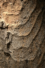 Wall Mural - Abstract patterns on maple bark formed by light and shadow on whorled ridges