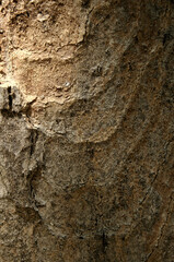 Wall Mural - Abstract patterns on maple bark formed by light and shadow on whorled ridges
