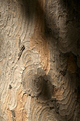 Wall Mural - Abstract patterns on maple bark formed by light and shadow on whorled ridges