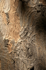 Wall Mural - Abstract patterns on maple bark formed by light and shadow on whorled ridges