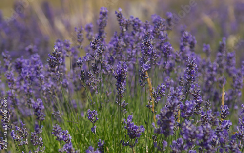 Fotografía Closeup image of lavender blooming in provence near groudon