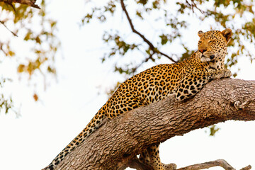 Canvas Print - Leopard on a tree