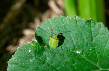 Red Shouldered Stink Bug, (Thyanta pallidovirens) on a squash leaf 