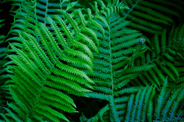  Close up view beautiful perfect young growing fern leaves in the forest. Mystery vibrant color foliage abstract background. Backdrop natural texture of lush fern thickets. Copy space for text design