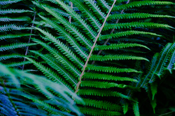 Close up view beautiful perfect young growing fern leaves in the forest. Mystery vibrant color foliage abstract background. Backdrop natural texture of lush fern thickets. Copy space for text design