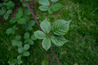 Close up of a bramble leaf
