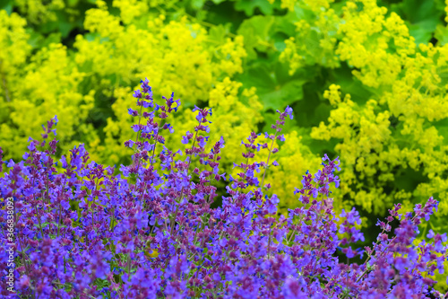 Cuadros en Lienzo Yellow flowers Alchemilla mollis or Garden lady mantle and violet flowers Salvia officinalis