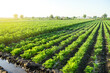 Watering plantation landscape of green carrot and potato bushes. European organic farming. Growing food on the farm. Growing care and harvesting. Agroindustry and agribusiness. Root tubers. Agronomy.