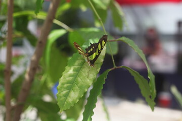 butterfly on green branch