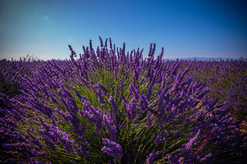 Famous lavender fields in France Provence - travel photography