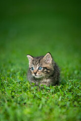 Wall Mural - Cute tabby kitten in the grass