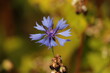 mały  samotny  niebieski  kwiat  na  łące
