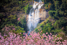 Cherry Blossom In The Middle Of A Forest On Doi Inthanon, Thailand.Siribhumi Waterfall Chiangmai Provice Thailand.