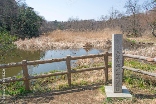 石神井公園の三宝寺池沼沢植物群落 東京都練馬区 Stock Photo Adobe Stock 石神井公園の三宝寺池沼沢植物群落 東京都練馬区 Stock Photo Adobe Stock