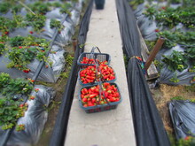Strawberries Harvested In The City Of Dali In Yunnan In China.