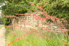 Red Yucca Plant, Red Hesperaloe, Fills Image With Many Stalks And Flowers, Background Stone Wall