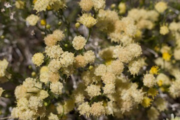 Wall Mural - Head flowers in shades of white and yellow arise from Rayless Goldenhead, Acamptopappus Sphaerocephalus, Asteraceae, native perennial subshrub in the margins of Joshua Tree City, Southern Mojave Deser