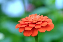 Orange Zinnia Flower Close Up Shot