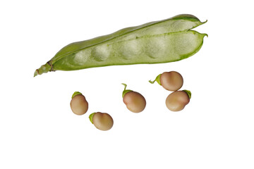 Vicia faba,  is a species of flowering plant in the pea and bean family Fabaceae. Isolated on  white background.