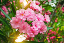 Lush And Dense Bush Of Blooming Oleander In A Subtropical Park.