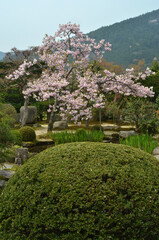 Poster - 八重桜