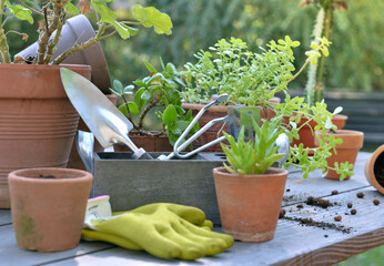 gardening equipment among plant in flower pot on a table in garden