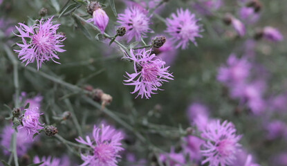 Sticker - purple wild flowers as a background