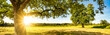 Landscape banner wide panoramic panorama background - Hay bales on a field and blue sky with bright sun and apple tree in the summer in Germany