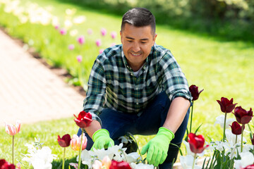 Sticker - gardening and people concept - happy smiling middle-aged man taking care of flowers at summer garden